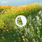 Noana – Back to Me