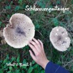 Schlammpeitziger – What’s Fruit