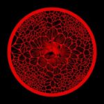 Undveld, Tsott – Intersections II