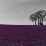 RAESA, Hinterlandgang – Kleinstadtfieber