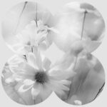 Godash – Grey Honey