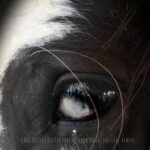 Gobi Desert Collective, Shellsee – Dark Days