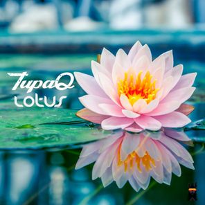 TupaQ – Lotus