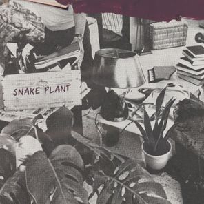 Ranz, EAZYBAKED – Snake Plant