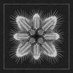 Nicola Dal Sacco – Papaia