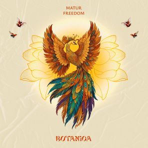 Matur – Freedom