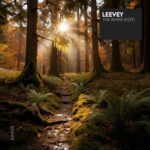 Leevey – The Whisp