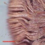 Serti – If U Are Curious