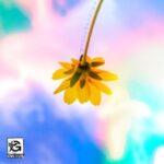 before saudade, Andrew Spellman – farfromyoung