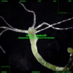 The Chronics, GFX – Hydra EP