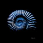 Bulah – Mass Extinctions