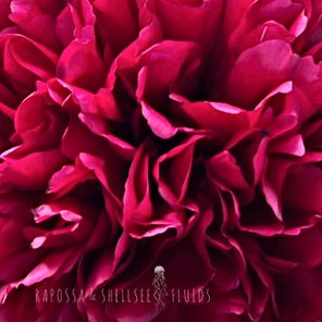 Rapossa, Shellsee – Fluids