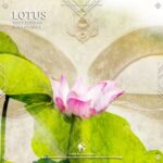 Billy Esteban, Cafe De Anatolia – Lotus