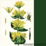 Anton Kubikov – Herbarium part six