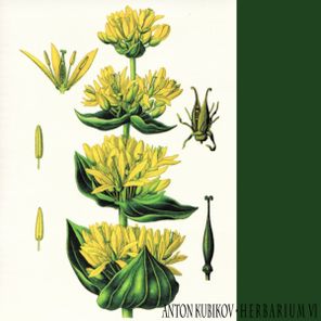 Anton Kubikov – Herbarium part six