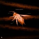 Dellucht, Mäiki – V.a.