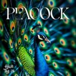 HashTag ZA – Peacock