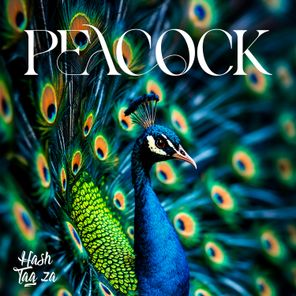 HashTag ZA – Peacock