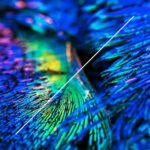 Powel, Chris Brid – Tres Flores