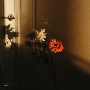 red alder – selune