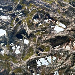 darialism – becoming