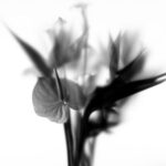 fatalism, Okkre – Blanco