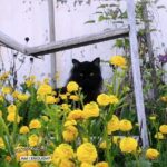 Garden Kat – Am I Enough?