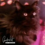 Garden Kat – Soft Memories