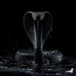 4417dc12 306a 4f3c 8140 3fee49b756ca