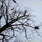 Anton Kubikov – Naked Dub