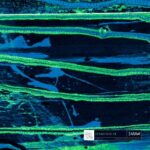 Yuuki Hori, Approx – Lunar Cycle VII