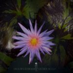 Aston Alba, Tantalon – Call Back the Light