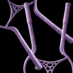 1c0d403c ba90 42d8 9c83 c78a0ff7f41b