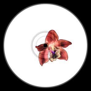 Octavio Octavio – Use Me To Make It Sexy