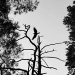 Fratii.ro – Natura Mentala