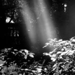 Stanislav Tolkachev, Pulso – Ein Sonnenstrahl